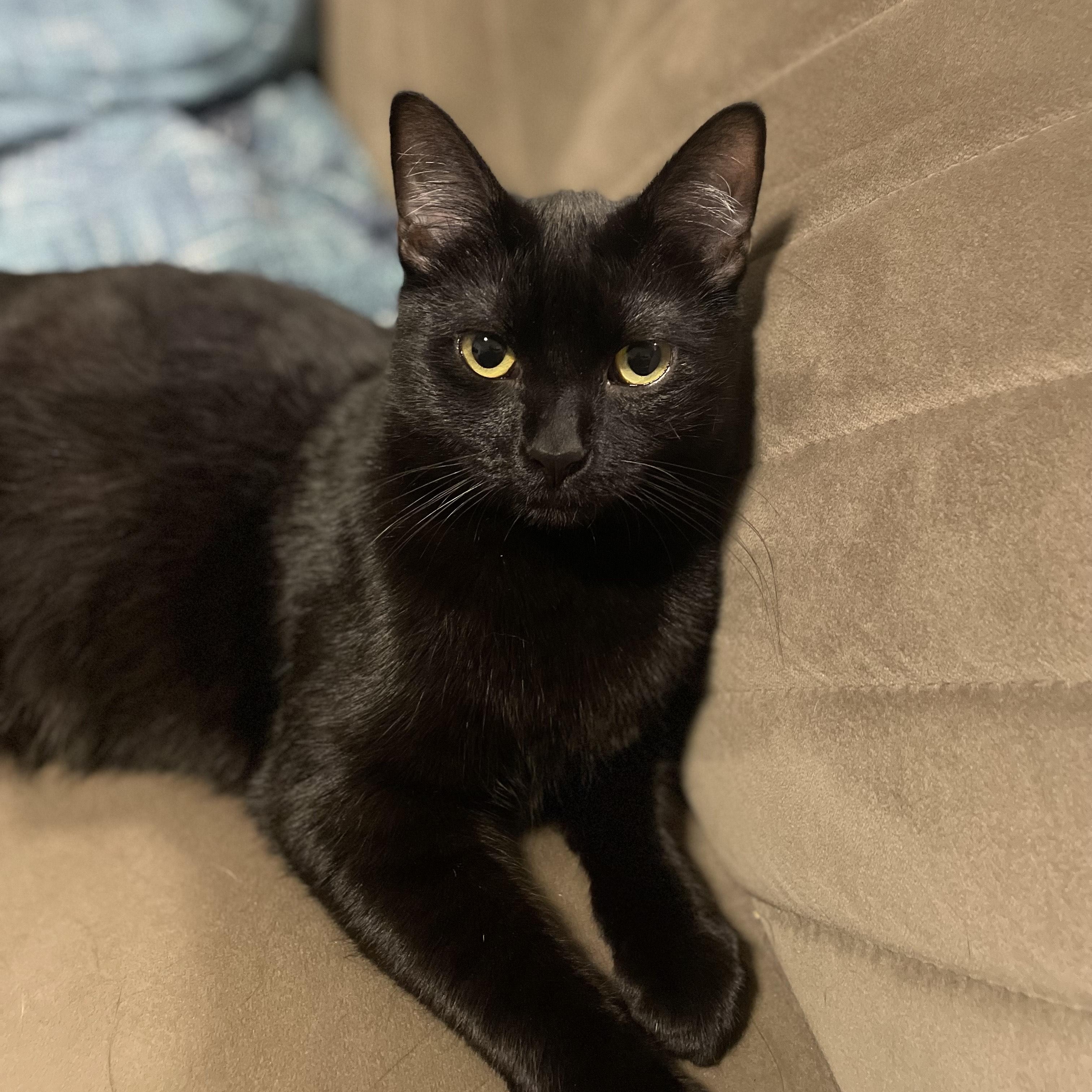 Sagittarius, a ADOPTABLE Domestic Short Hair in Portland, OR image 1/3