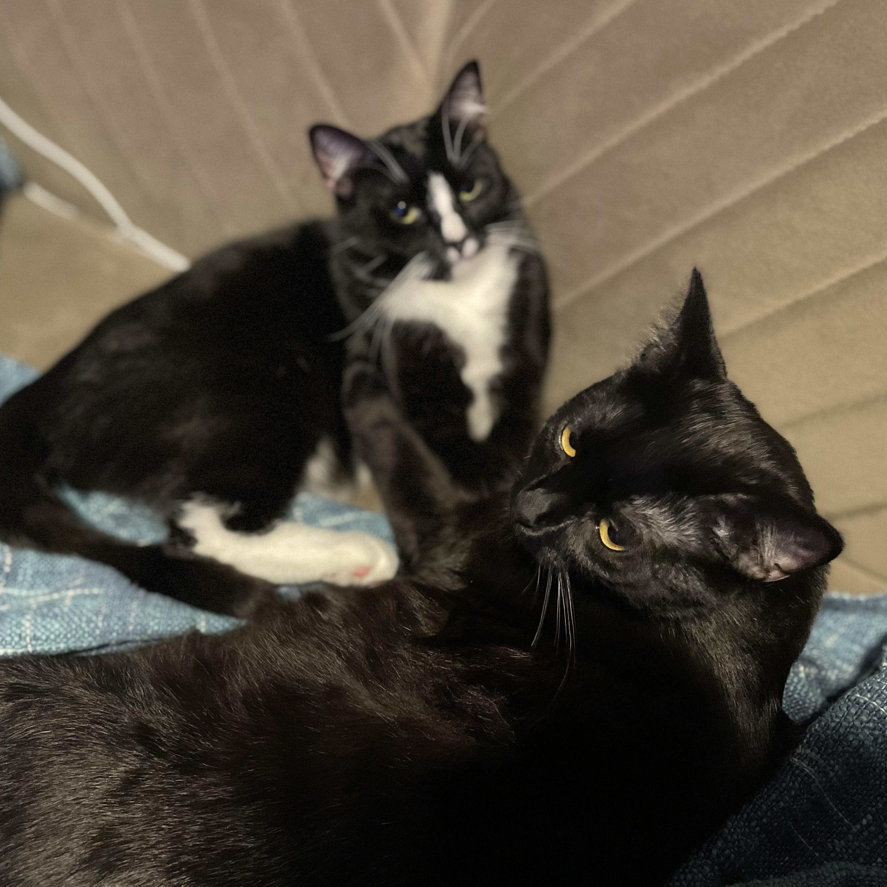 Sagittarius, a ADOPTABLE Domestic Short Hair in Portland, OR image 2/3