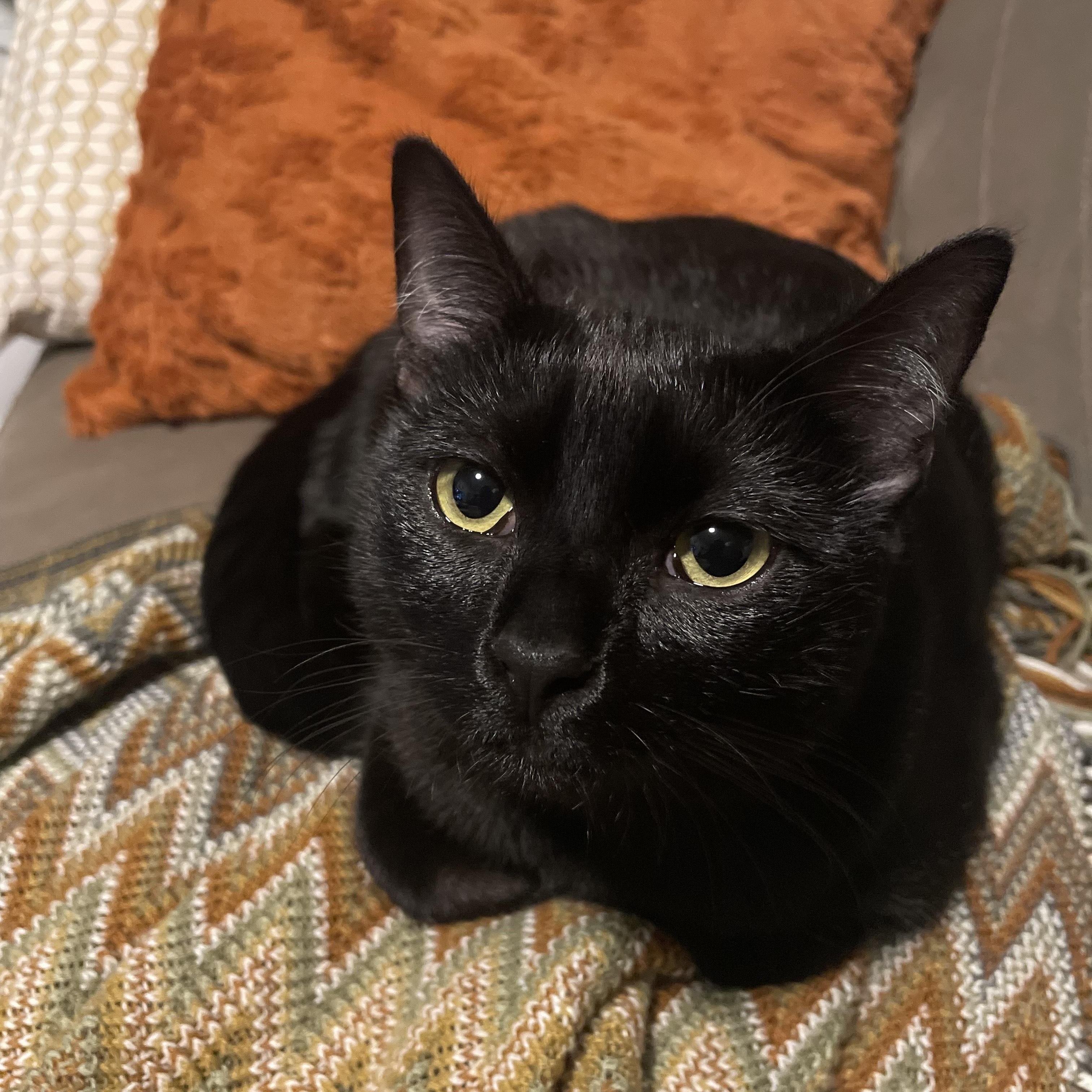 Sagittarius, a ADOPTABLE Domestic Short Hair in Portland, OR image 3/3