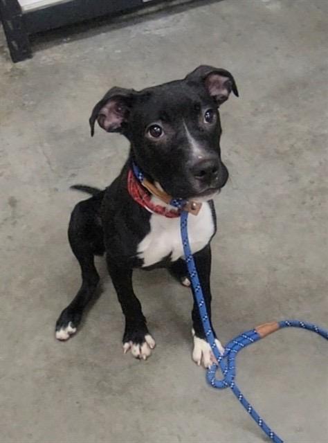 Kaida (Kai), Adoptable, Young Female Staffordshire Bull Terrier.