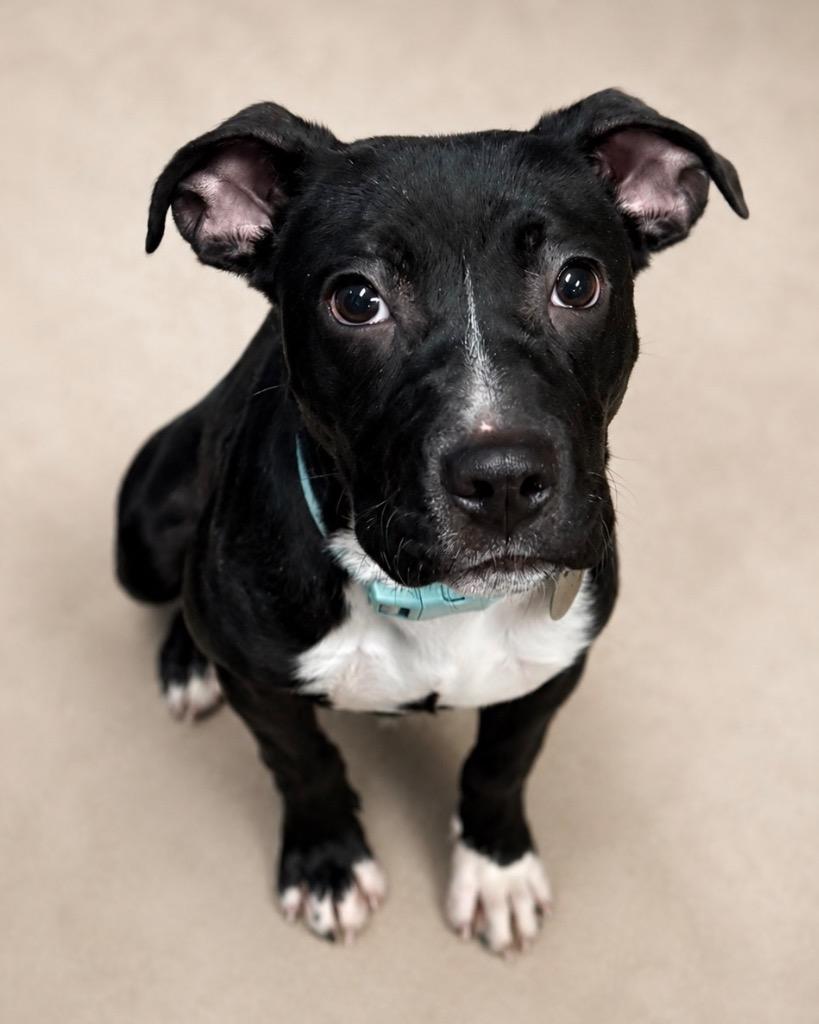 Kaida (Kai), a Adoptable mixed breed in Reno, NV image 6/6