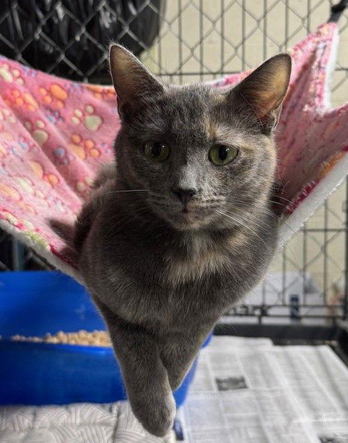 Monet (Cricket) — thumbnail 2