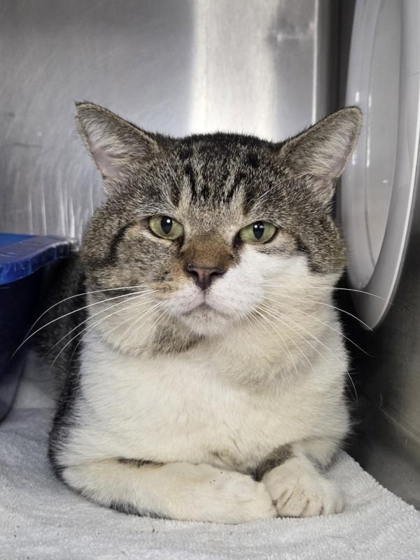 Enlarge Otis, a Adoptable mixed breed in Millersville, MD image 1/1
