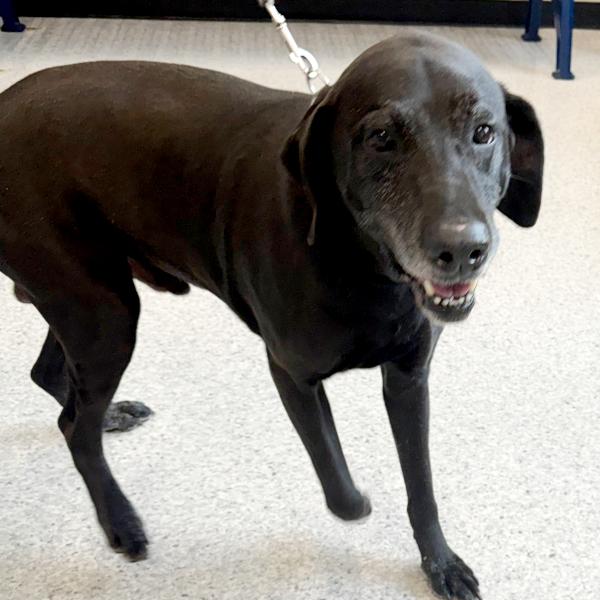 Dex, Adoptable, Senior Male Labrador Retriever.