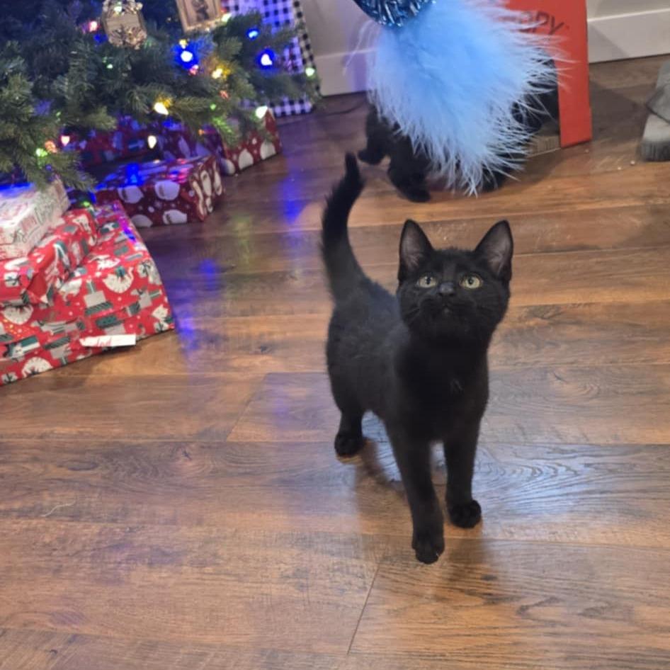 Noir, Adoptable, Kitten Male Domestic Short Hair.