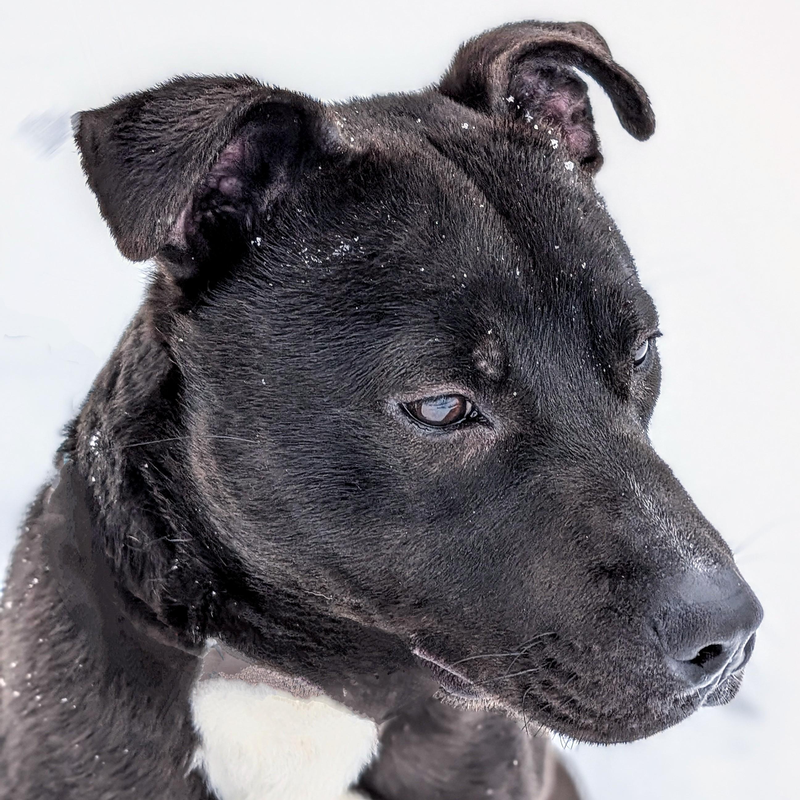 Enlarge 182298 Leif, a Adoptable mixed breed in Ravenna, OH image 3/5