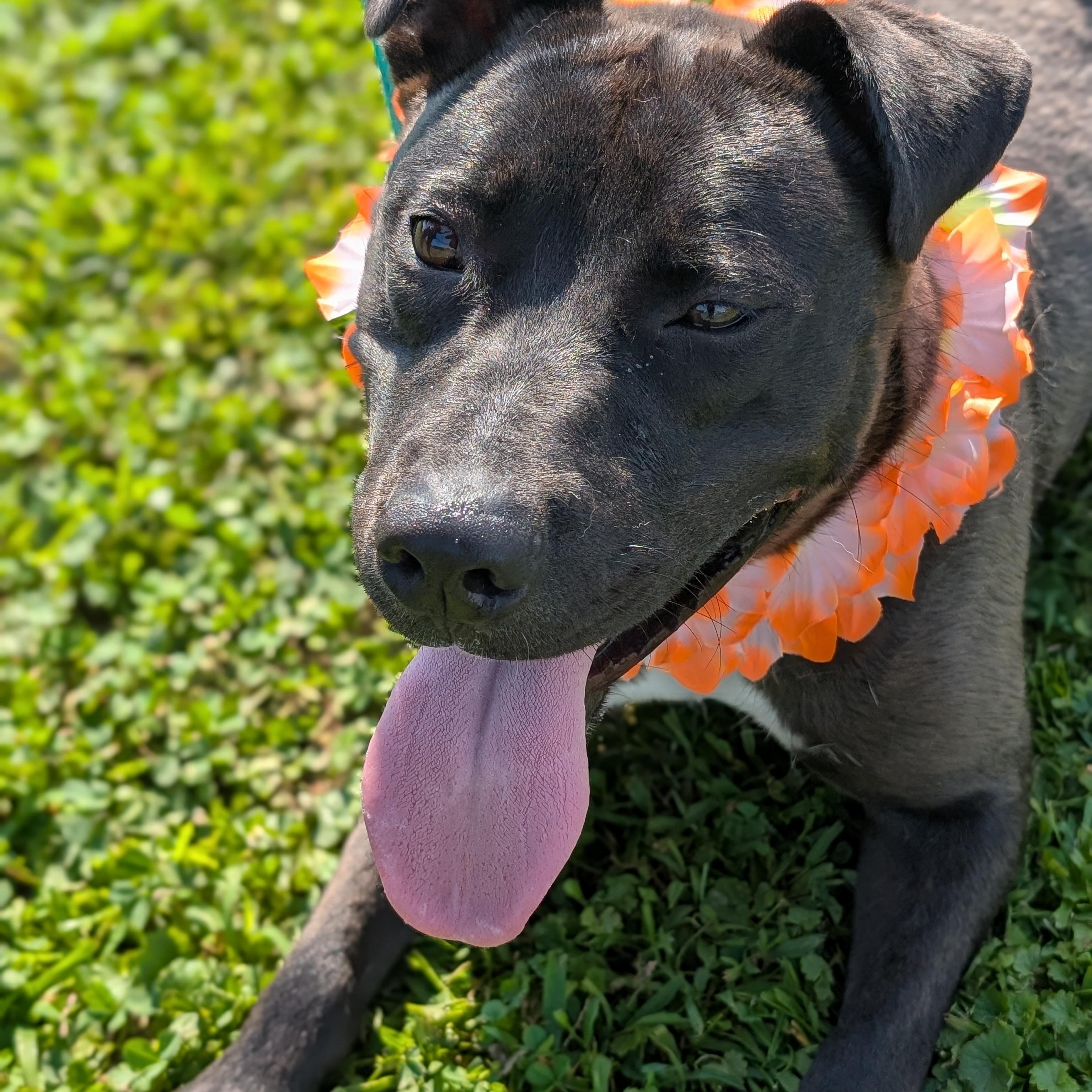 Enlarge 182298 Leif, a Adoptable mixed breed in Ravenna, OH image 5/5