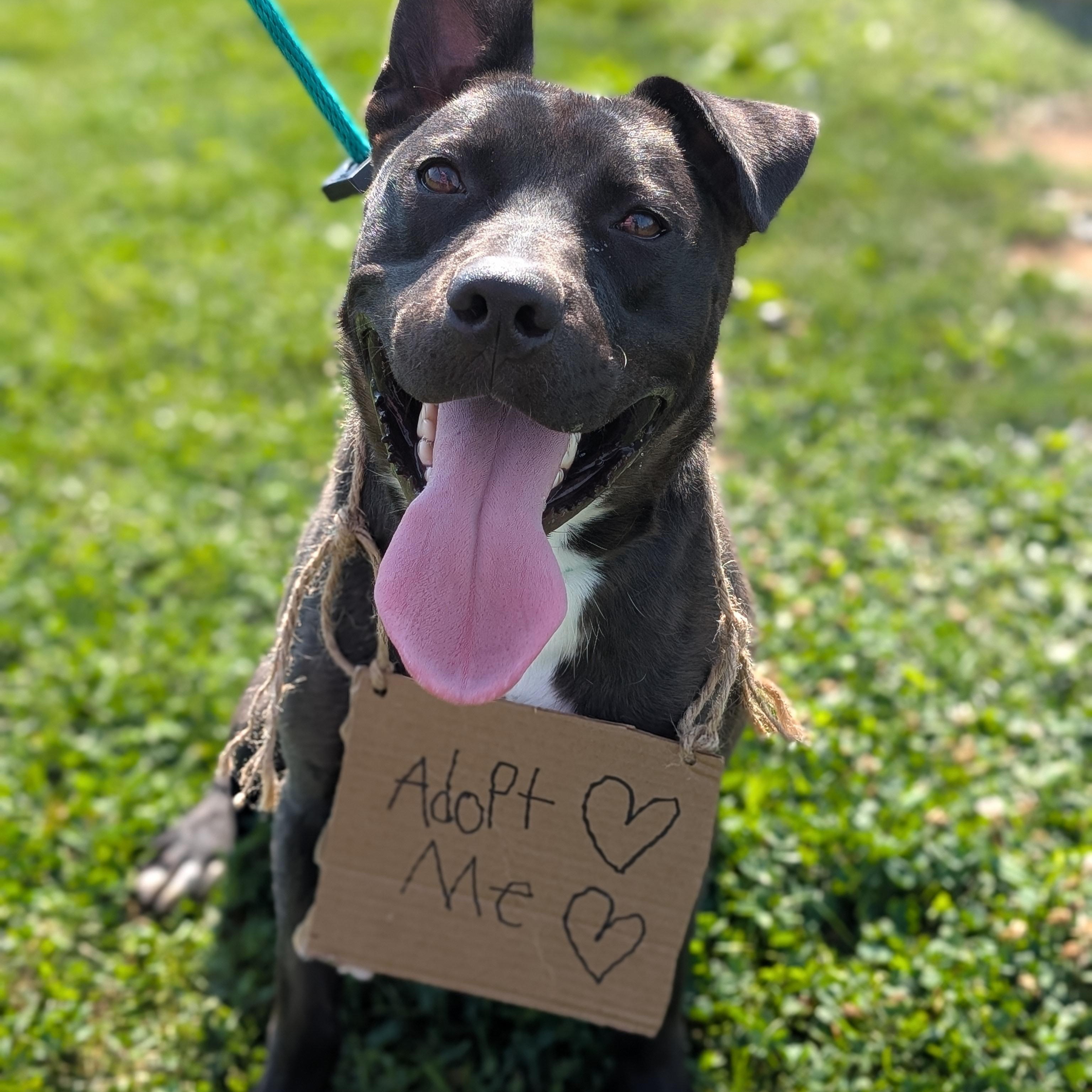 Enlarge 182298 Leif, a Adoptable mixed breed in Ravenna, OH image 1/5