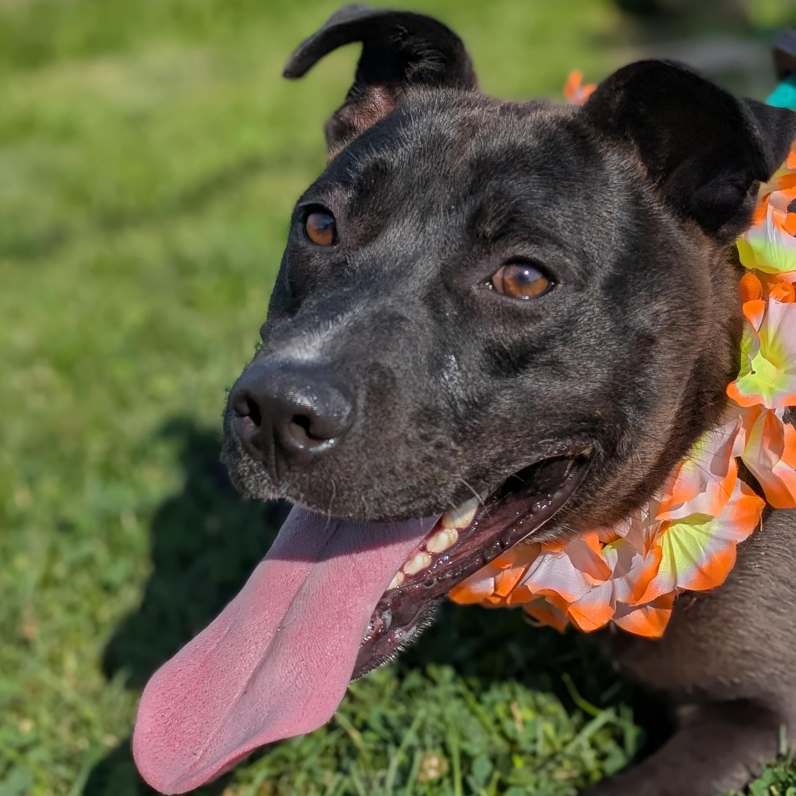 Enlarge 182298 Leif, a Adoptable mixed breed in Ravenna, OH image 4/5