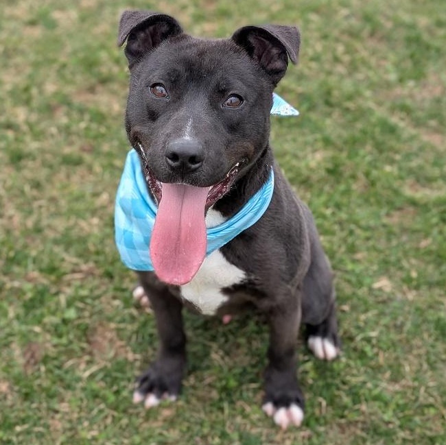 Enlarge 182298 Leif, a Adoptable mixed breed in Ravenna, OH image 2/5