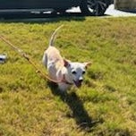 Eunice (we have to change that!), an adopted Chihuahua in Mechanicsville, MD image 1/5