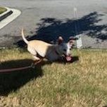 Eunice (we have to change that!), an adopted Chihuahua in Mechanicsville, MD image 2/5