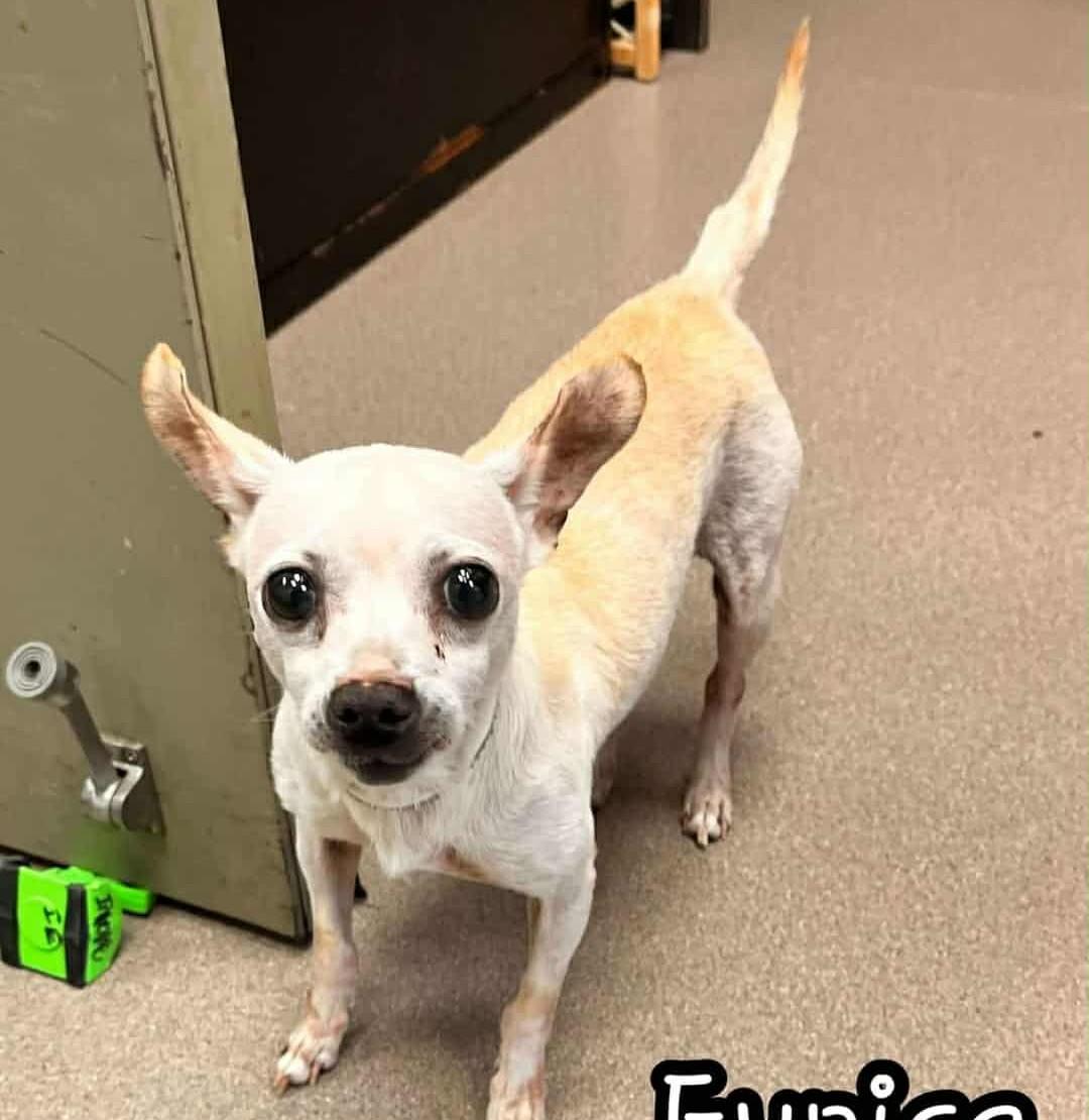 Eunice (we have to change that!), an adopted Chihuahua in Mechanicsville, MD image 3/5