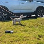 Eunice (we have to change that!), an adopted Chihuahua in Mechanicsville, MD image 4/5