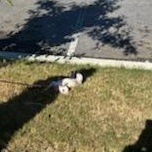 Eunice (we have to change that!), an adopted Chihuahua in Mechanicsville, MD image 5/5