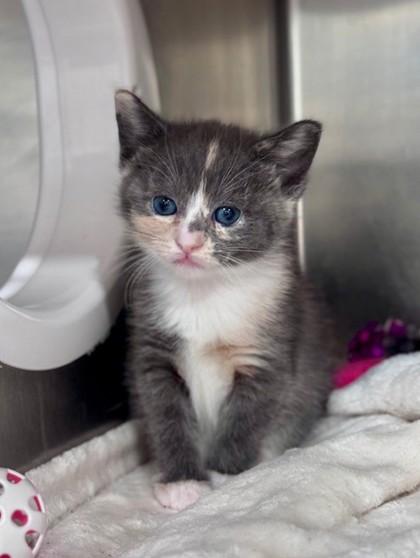 Glitter @ PetSmart in Athens, GA, adopted, Kitten Female Domestic Short Hair.