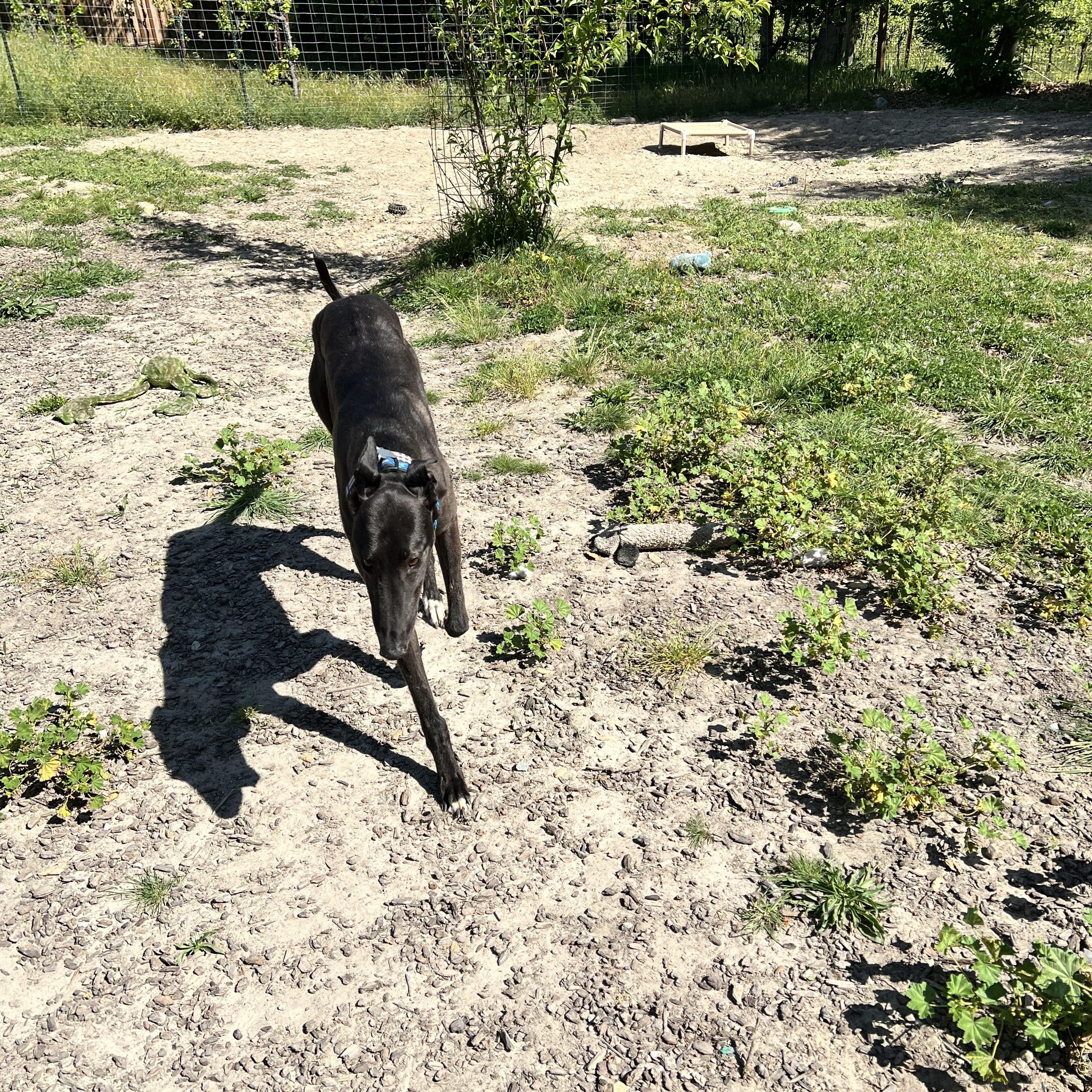 Enlarge Rene, a ADOPTABLE Greyhound in Santa Rosa, CA image 2/2