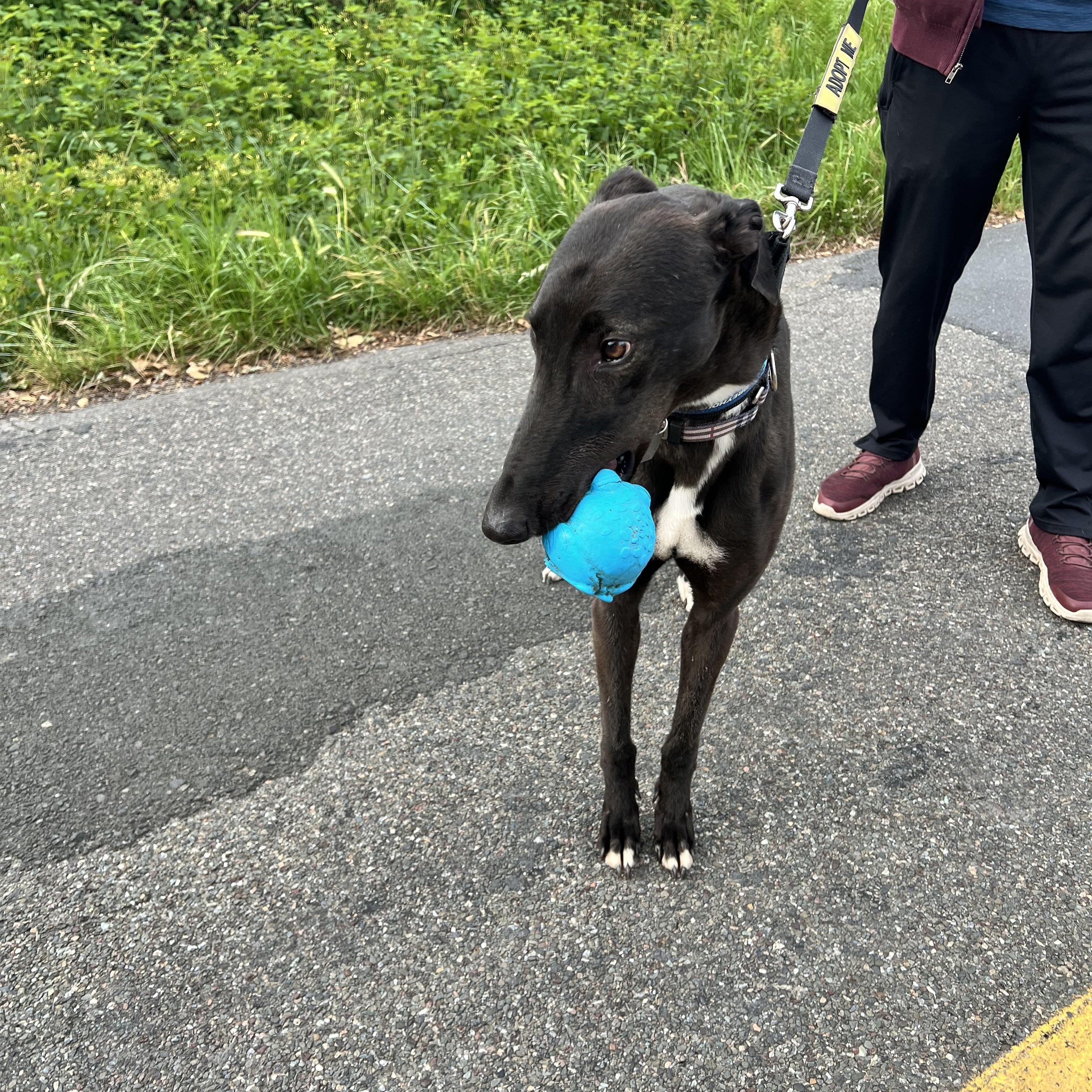 Enlarge Rene, a ADOPTABLE Greyhound in Santa Rosa, CA image 1/2