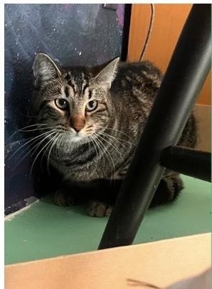 Wonka, Adoptable, Adult Male Domestic Short Hair.