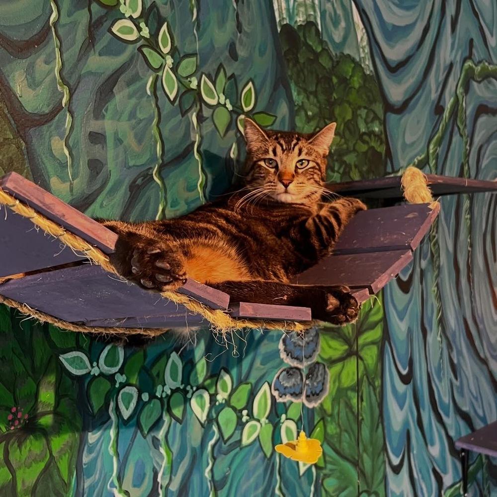 Enlarge Wonka, a Adoptable mixed breed in Lafayette, CO image 4/6