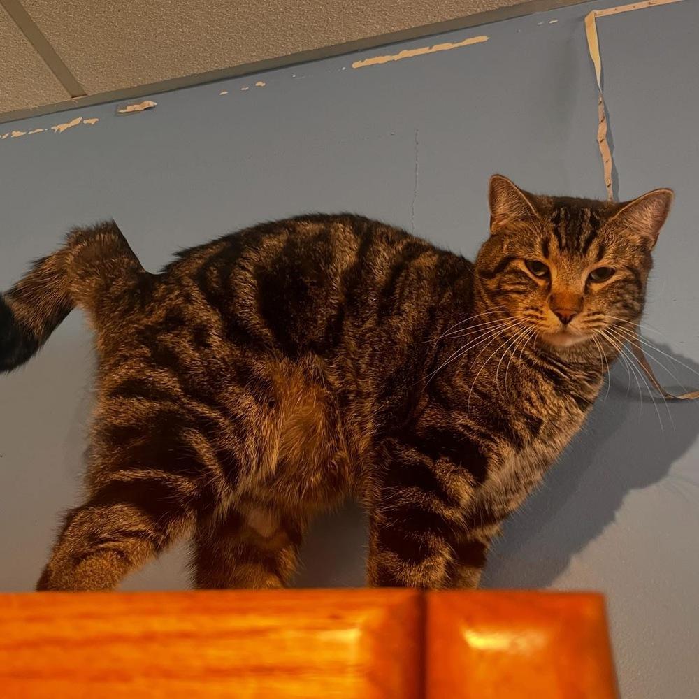 Enlarge Wonka, a Adoptable mixed breed in Lafayette, CO image 5/6