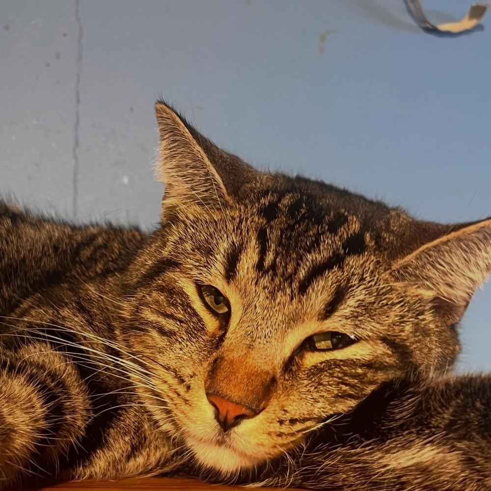 Enlarge Wonka, a Adoptable mixed breed in Lafayette, CO image 6/6