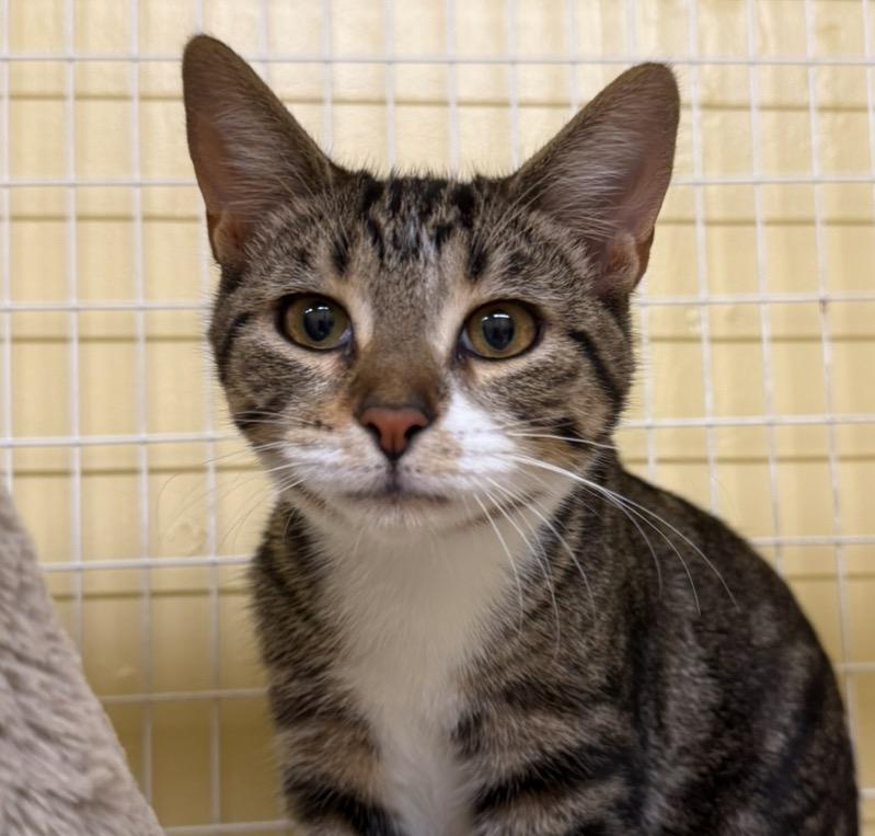 Enlarge Quail, a ADOPTABLE Domestic Short Hair in San Luis Obispo, CA image 1/3