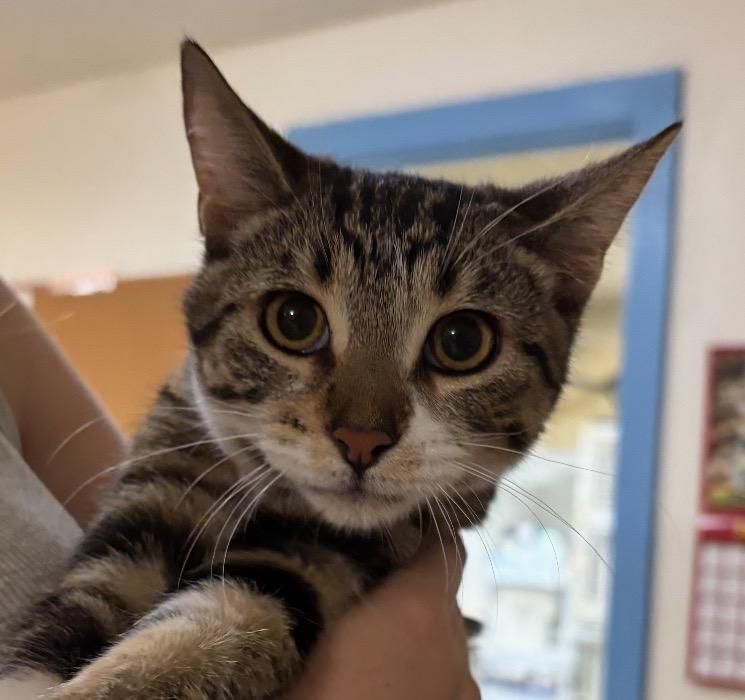 Enlarge Quail, a ADOPTABLE Domestic Short Hair in San Luis Obispo, CA image 2/3