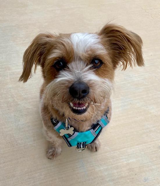 Oscar, an adopted mixed breed in Mesquite, NV image 2/6