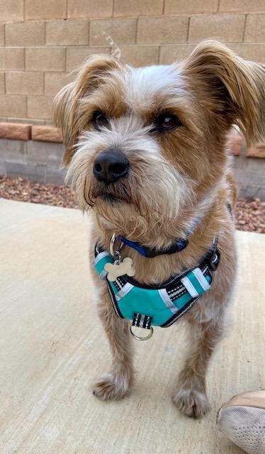 Oscar, adopted, Adult Male Norfolk Terrier & Terrier.