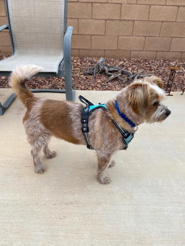 Oscar, an adopted mixed breed in Mesquite, NV image 5/6