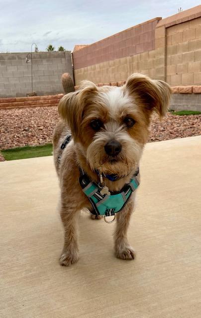 Oscar, an adopted mixed breed in Mesquite, NV image 6/6