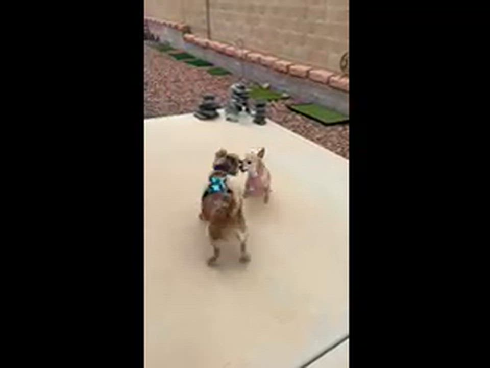 Enlarge Oscar, an adopted mixed breed in Mesquite, NV video 4/6