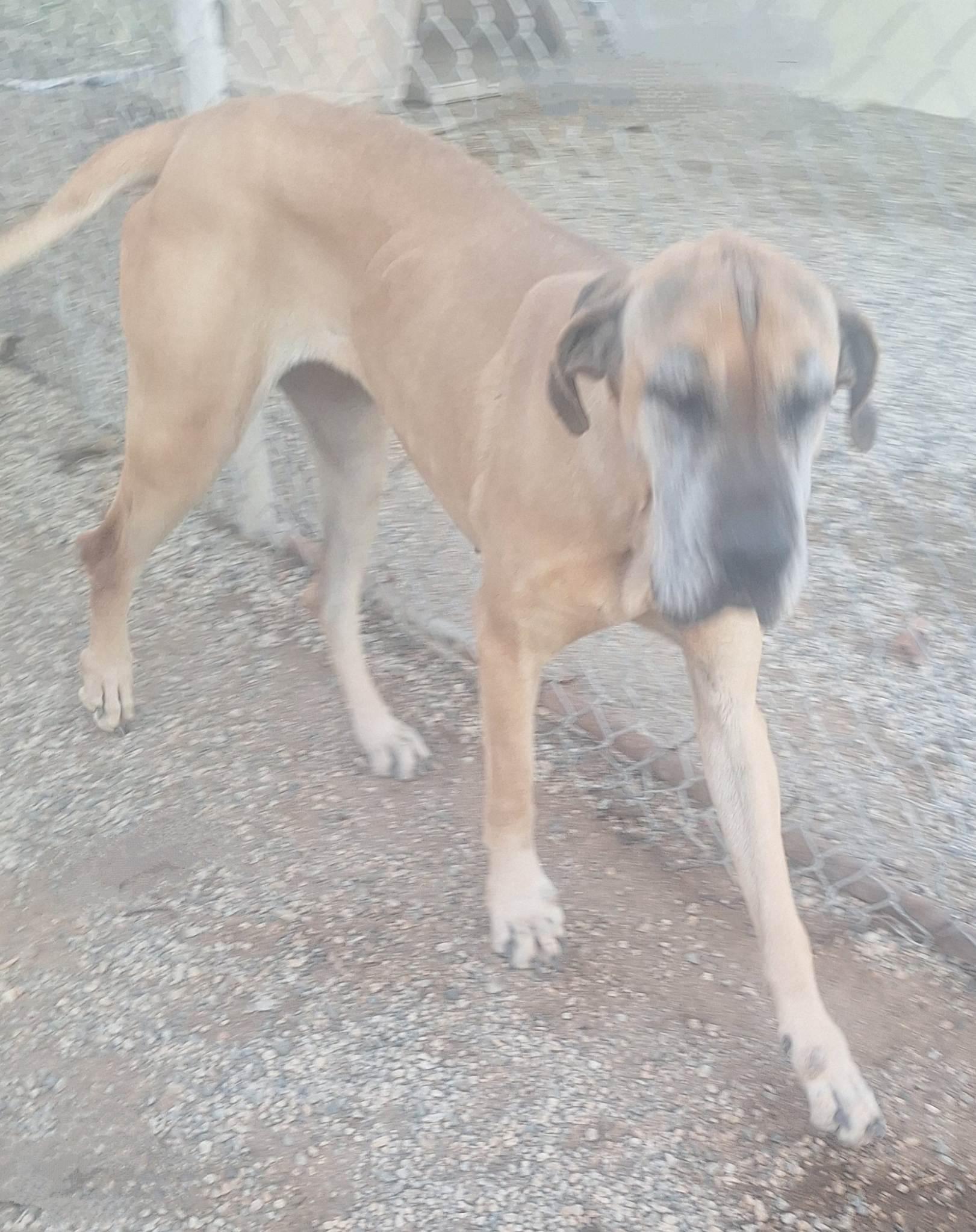 Xena, a Adoptable Great Dane in Los Angeles, CA image 1/3