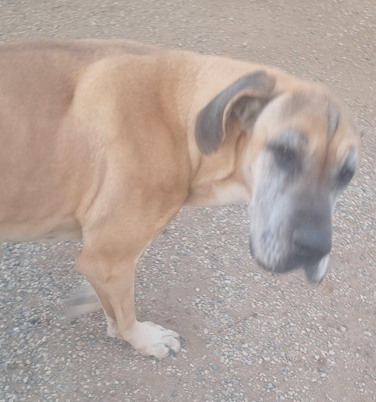 Xena, a Adoptable Great Dane in Los Angeles, CA image 3/3