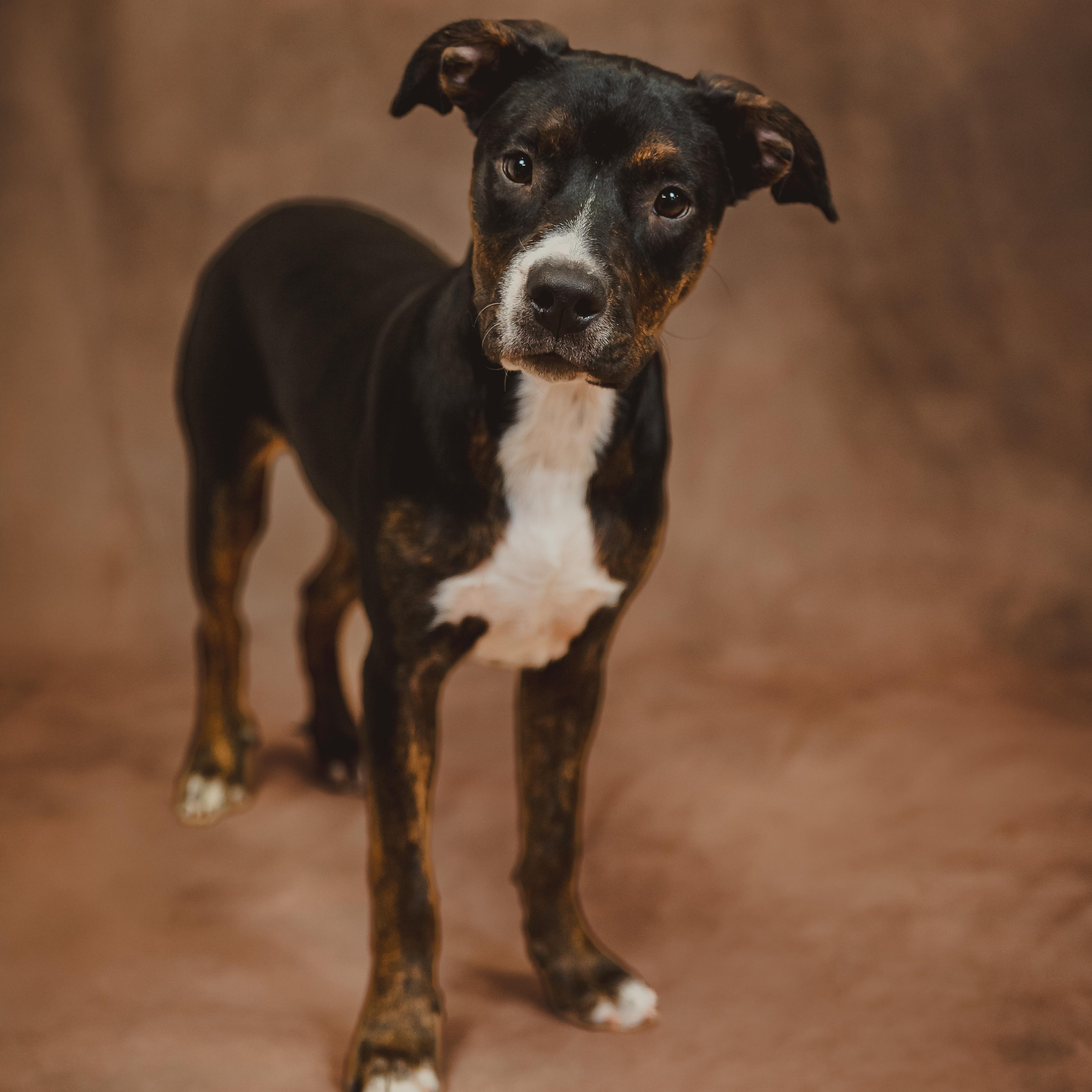 Nutmeg — thumbnail 3