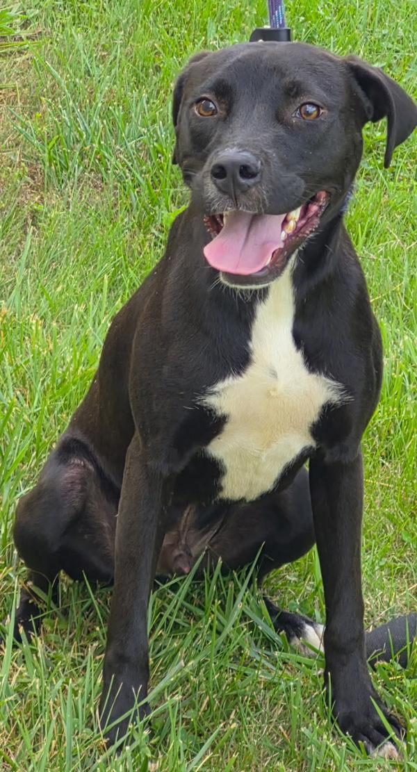 Jennings, Adoptable, Adult Male Labrador Retriever.