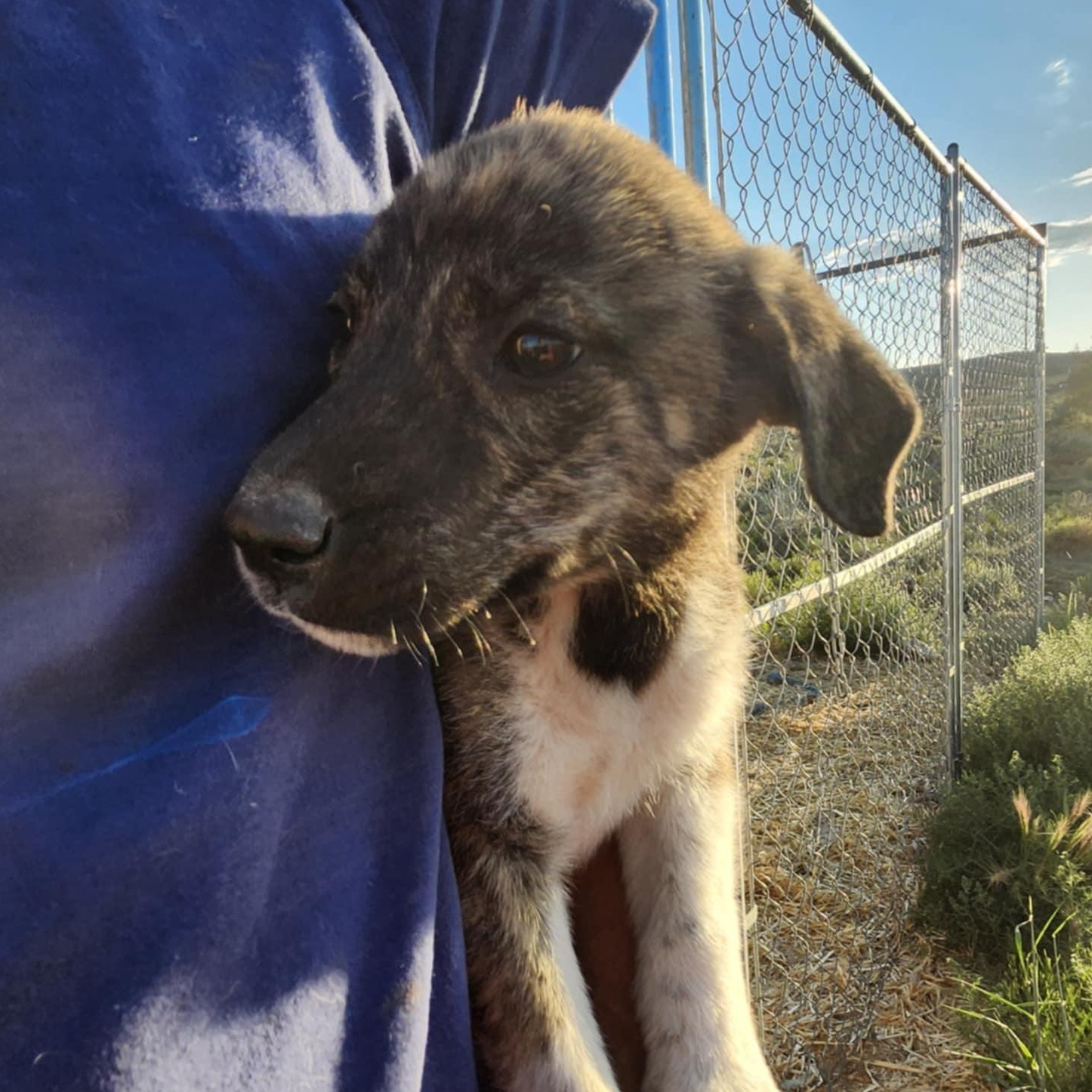 Enlarge Lewise, a Adopted mixed breed in Carson, NM image 1/1