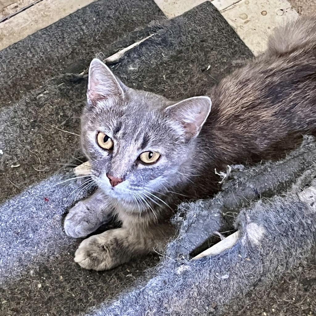 Mikki, Adoptable, Adult Female Domestic Short Hair.