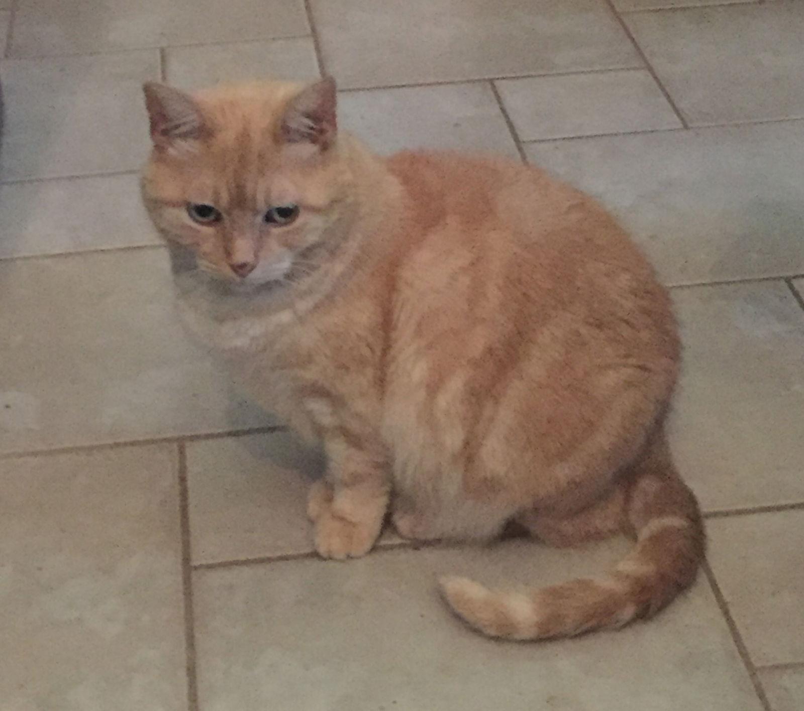 Momma B, Adoptable, Senior Female Tabby.