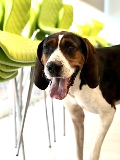 Moose - 3, Adoptable, Adult Female Treeing Walker Coonhound & Mixed Breed.