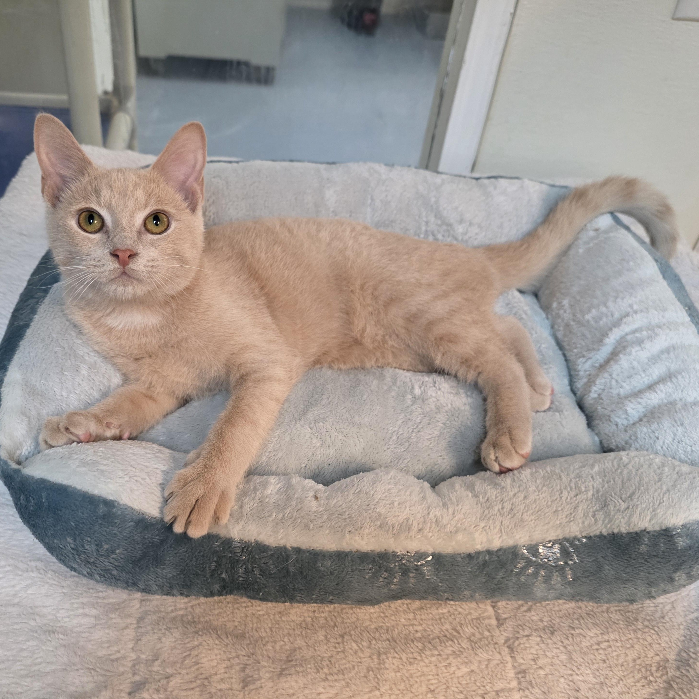 Enlarge Igor, a Adopted mixed breed in Greensboro, NC image 2/6