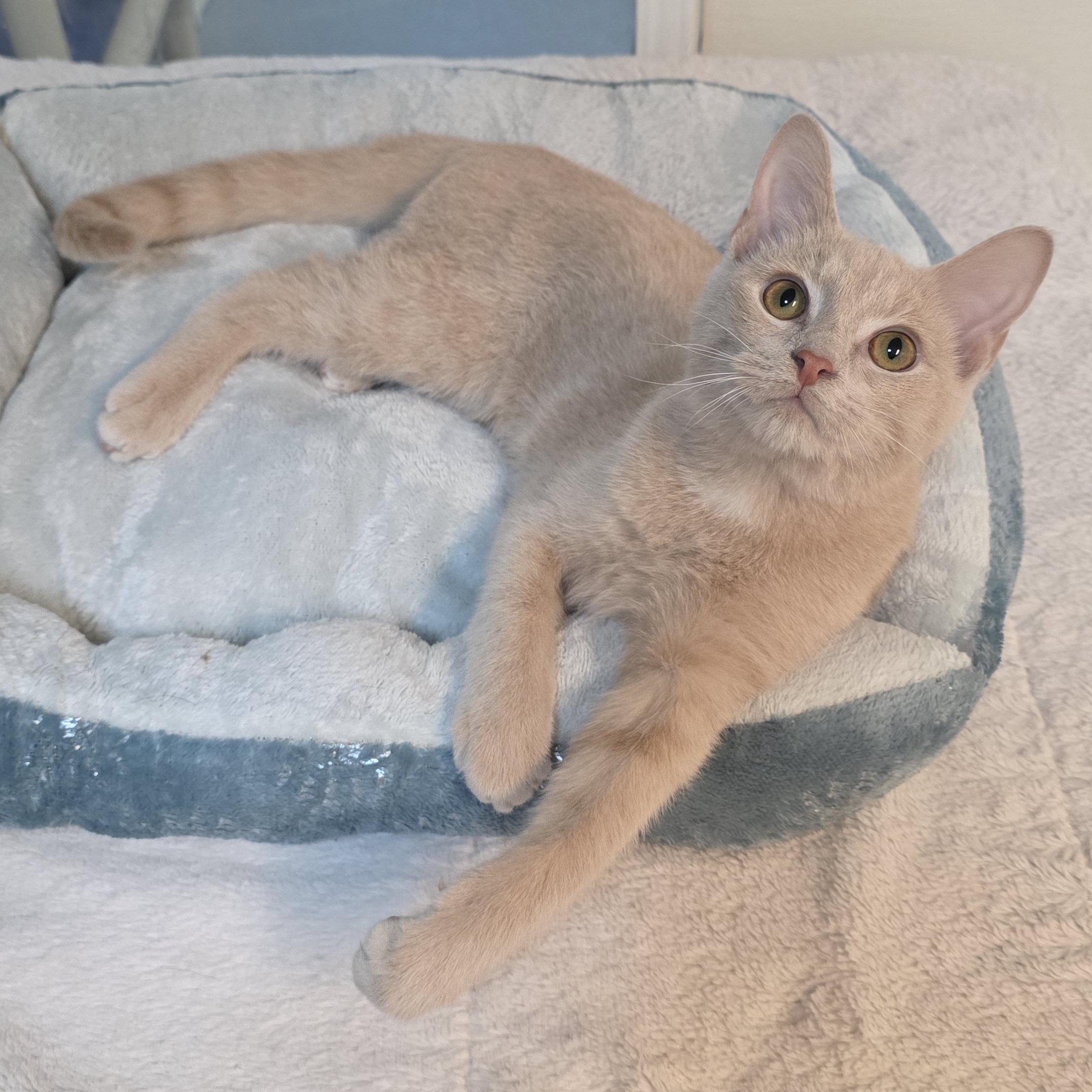 Enlarge Igor, a Adopted mixed breed in Greensboro, NC image 5/6