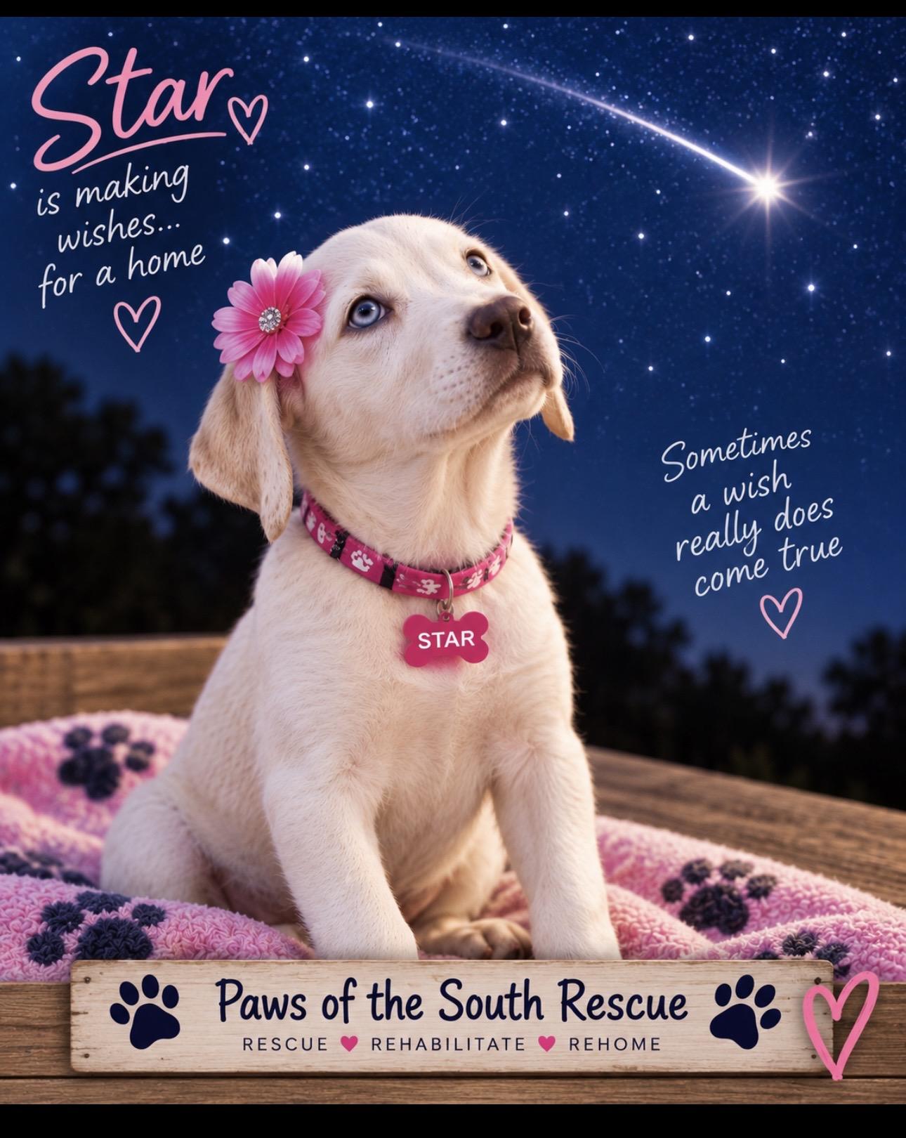 Enlarge Star, a Adoptable mixed breed in CUMMING, GA image 3/6