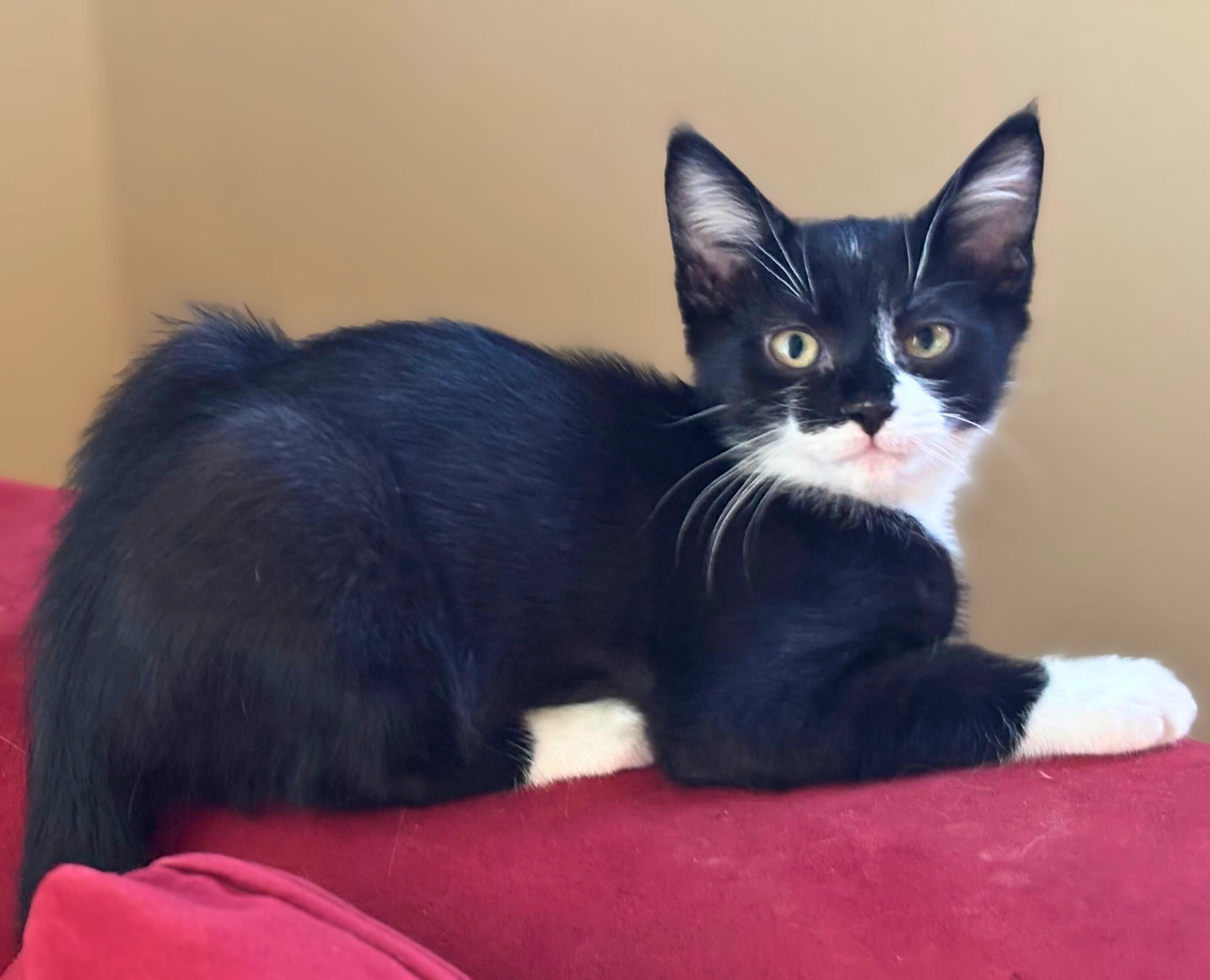 Hershey, Adoptable, Kitten Male Domestic Short Hair.