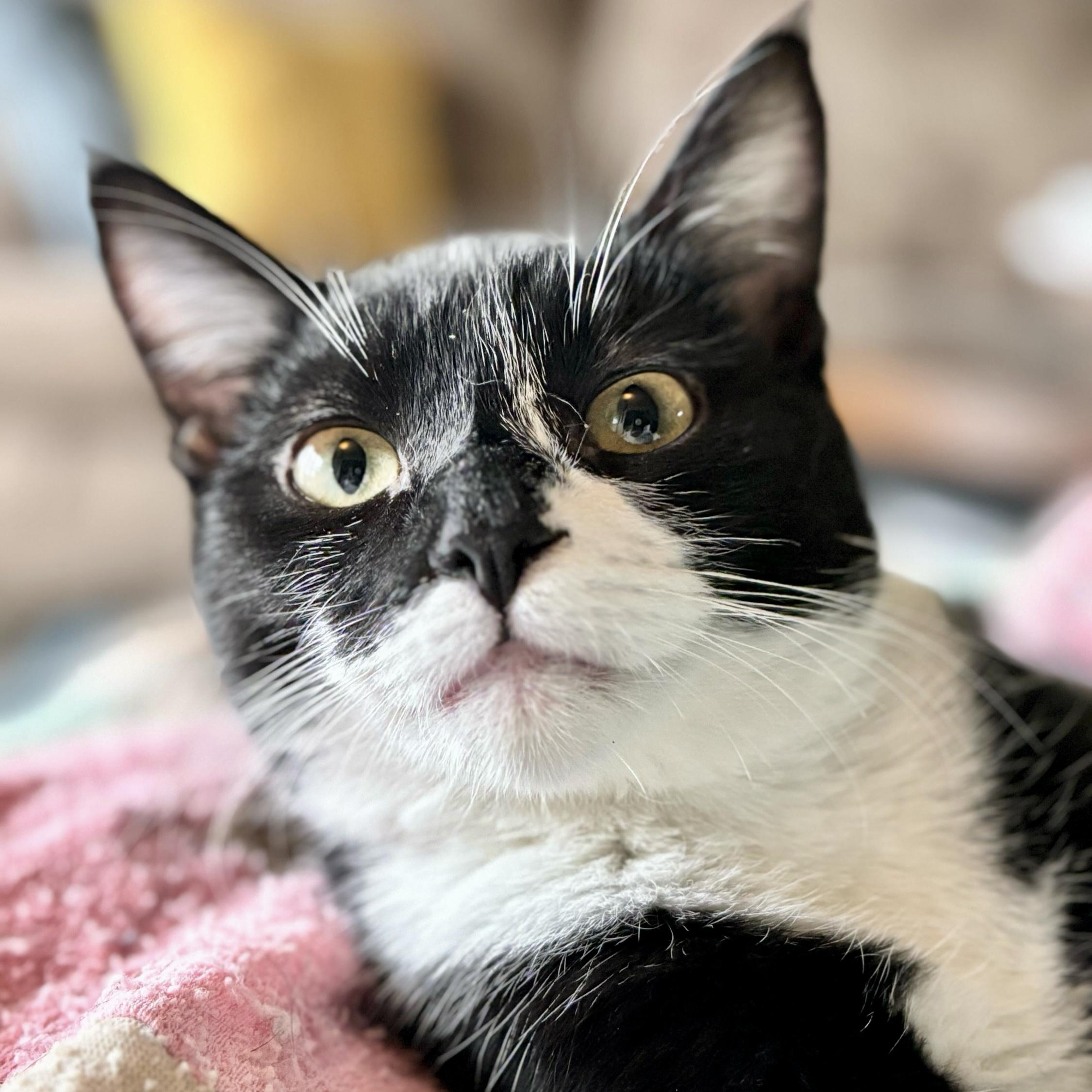 Enlarge Hershey, a Adoptable Domestic Short Hair in Wilsonville, OR image 2/5