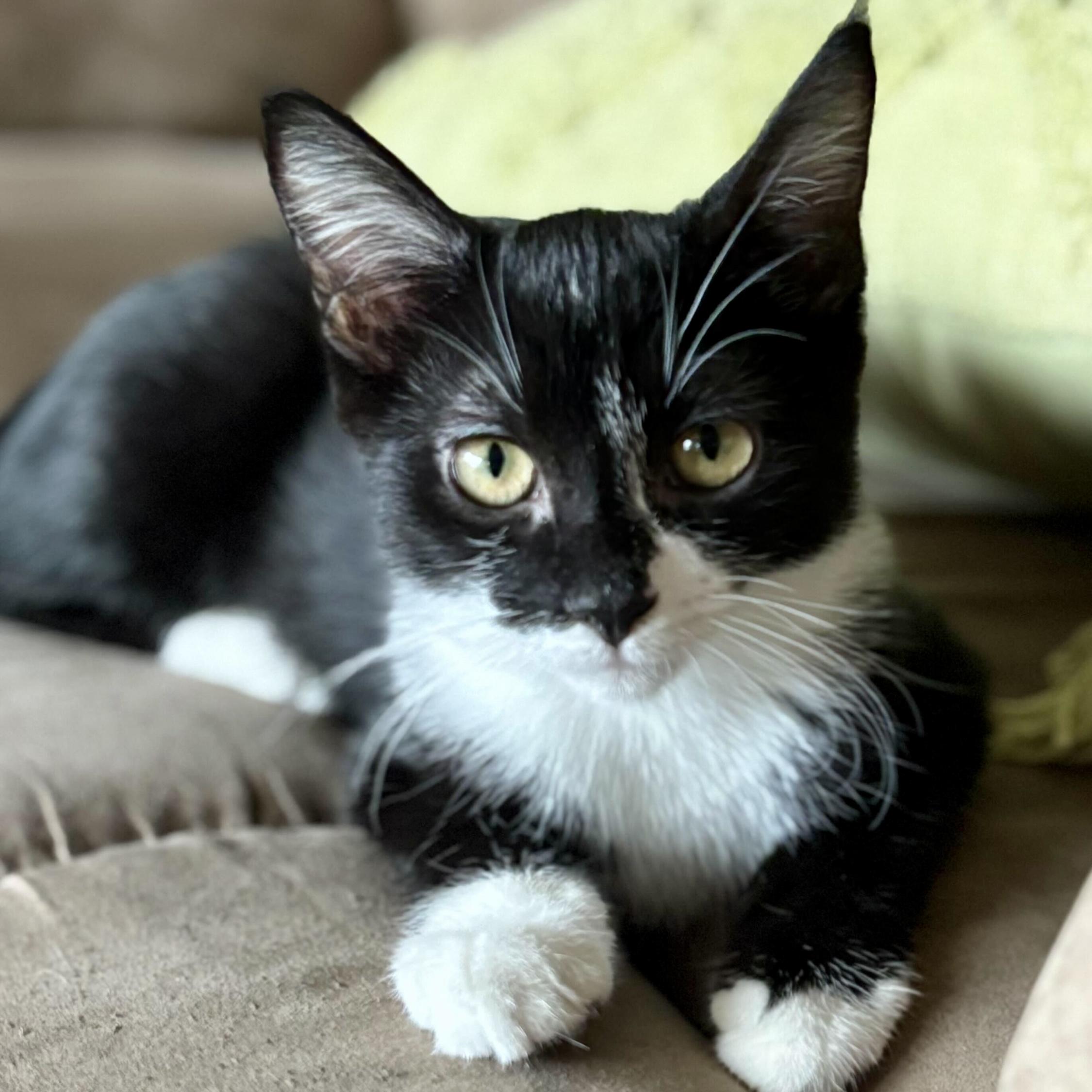 Enlarge Hershey, a Adoptable Domestic Short Hair in Wilsonville, OR image 3/5