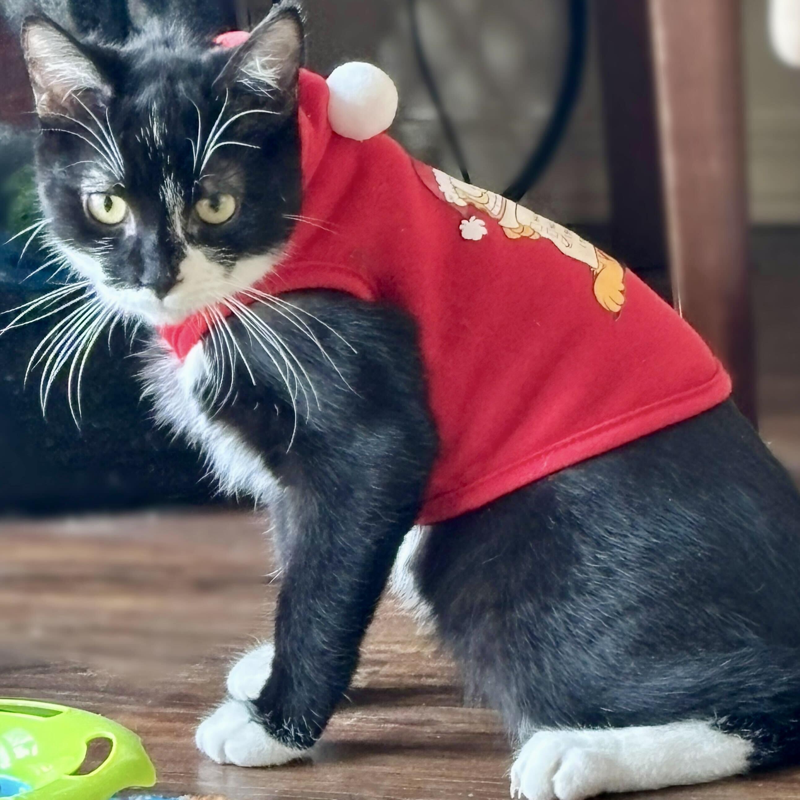 Enlarge Hershey, a Adoptable Domestic Short Hair in Wilsonville, OR image 4/5