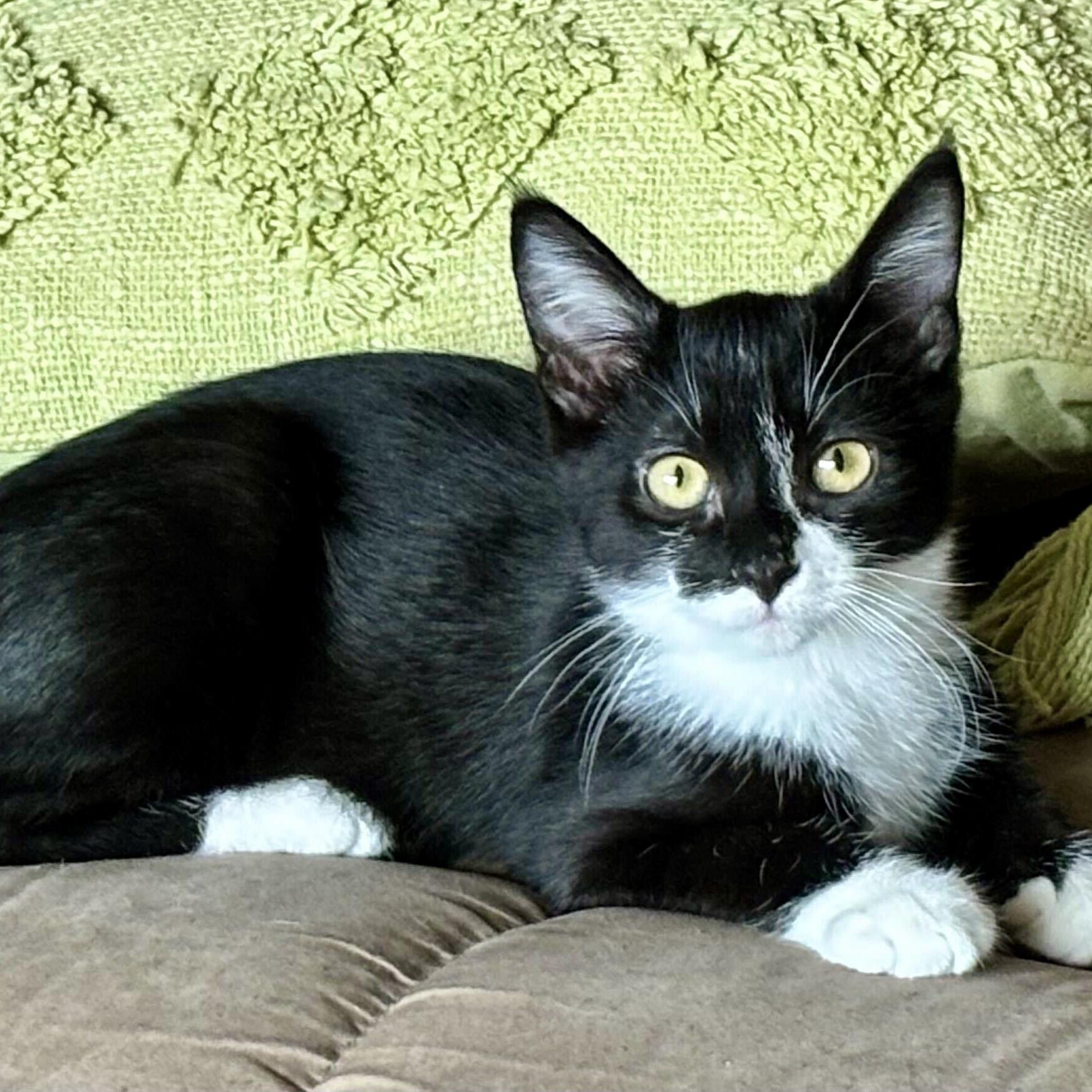 Enlarge Hershey, a Adoptable Domestic Short Hair in Wilsonville, OR image 5/5