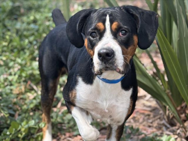 OTIS, Adoptable, Adult Male Boxer.